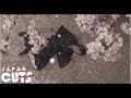 "Uzumasa Limelight" trailer (English subtitles) JAPAN CUTS 2014