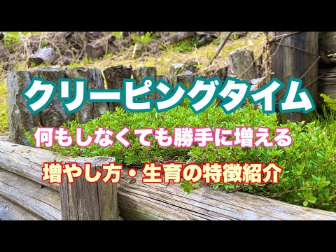 ストーンタイム 植物