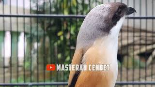 Download lagu BURUNG CENDET GACOR FULL ISIAN mp3