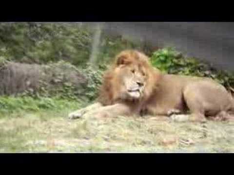 Aiuto aiuto! M'è scappato il leone!