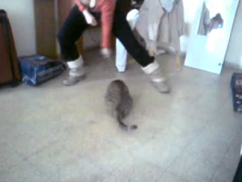 musya play with wire