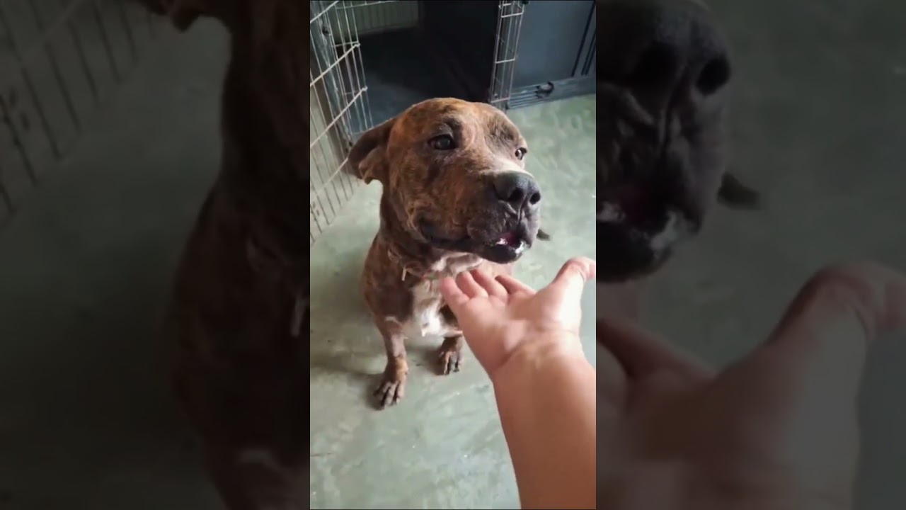 Odie, a Adoptable mixed breed in Tomball, TX video 6/6