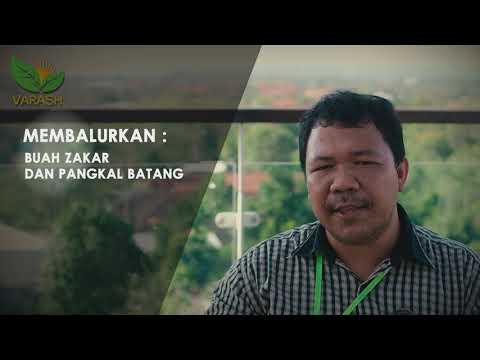 Aplikasi akar emas potensi Tidak adanya testis dan potensi