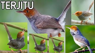 Download lagu suara pikat prenjak liar yang susah mendekat. buktikan dan liat hasilnya mp3