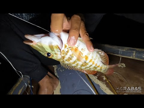EP766-P1 - Buya Buya Diretso Night Fishing | Occ. Mindoro