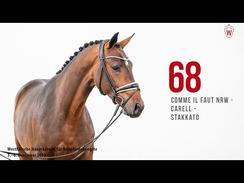 Hauptkörung 2023 Reitpferde Katnr. 68 Comme il faut NRW - Carell - Stakkato