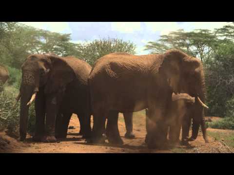 Elephant Dust Bath