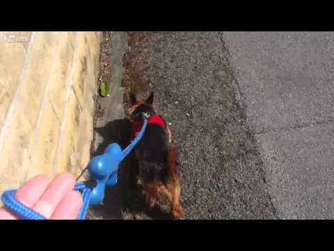 Dog sounds like a Pig.