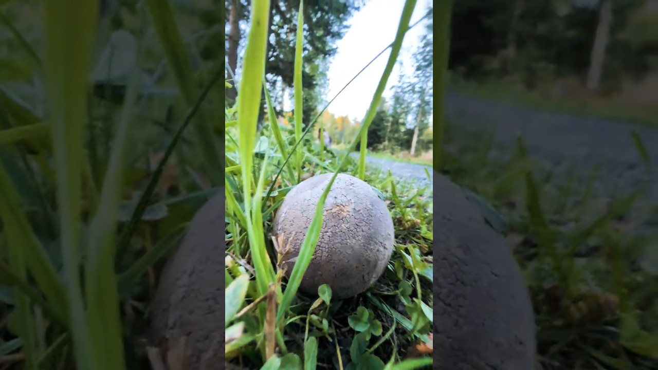 VIB: Very Important Ball