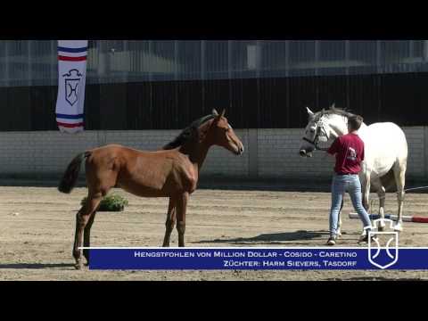 Holsteiner Fohlenbrennen - Bordesholm - gesamter Jahrgang 2017