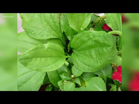 You Can Grow It: Five common weeds you can eat