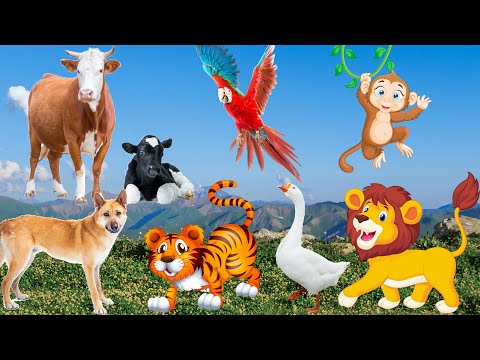 Lives of animals: dog, cat, tiger, lion, elephant, duck, monkey, cow - animal sounds
