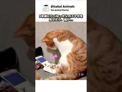 5年前亡き父の動画を見た瞬間、猫が見せた反応