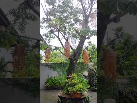 Son Tra Retreat Garden Lounge & Eatery #foodie #restaurant #finedining #danang #Vietnã #férias