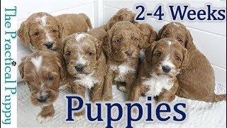 Watching Puppy Grow from 2 to 4 Weeks