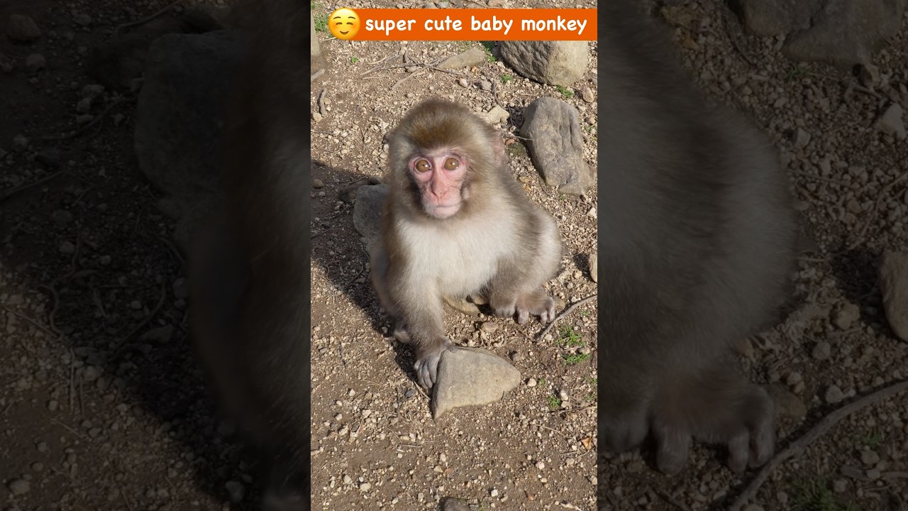 野生のみなしご猿テンテンの、あまりに健気な生き様に感動。パンチくん（punch）に匹敵 #babymonkey #ニホンザル #お猿の国 #小豆島ワイルドモンキーパーク #パンチくん #punch