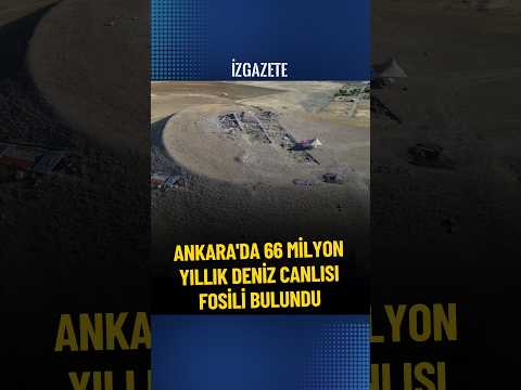 Ankara'da 66 milyon yıllık deniz canlısı fosili bulundu #ankara #fosil