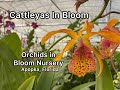 Huge Cattleya Collection At ORICHIDS In BLOOM Apopka Florida