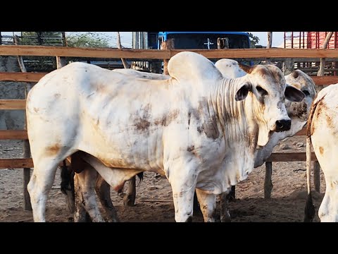 GADO DE 250 REAIS EM CARUARU-PE  06-01-2025 #nordeste