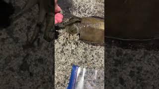 イカがすくえました。(友人にジップロックの回しモンか？と言われた映像)