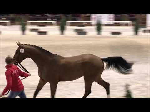 Prestige vh Kluizebos