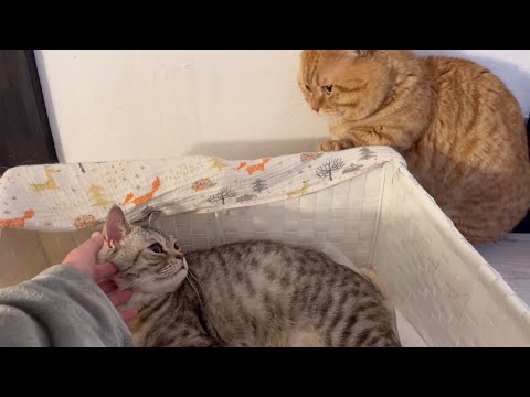 猫の出産はどれくらい続くのでしょうか?