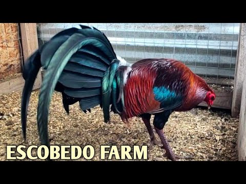 Leiper Kelso Albany - ESCOBEDO FARM