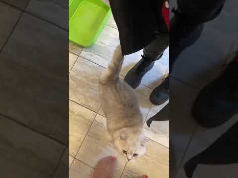 OMG! Cute cat wants to be picked up! #shorts