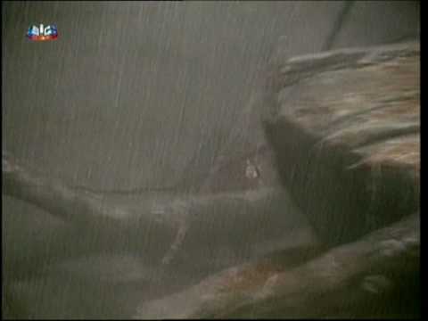 Gorila salva criança em Zoo de Chicago (1996)