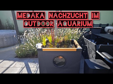 Medakas selbst züchten? Kein Problem!