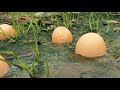 Memancing Luar Biasa Menemukan Dan Menangkap Ikan Kecil Dengan Telur Ayam Ideologi Memancing Lua