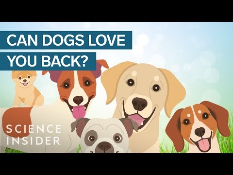 【動物】哭哭，你的狗狗真的愛你嗎？ (Does Your Dog Really Love You?)