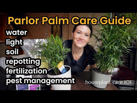 Parlor Palm Plant Care Tips - How To Water, Lighting, Propagate, Repot, Soil - Houseplant Care 101