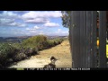 What Noise A Roadrunner Makes