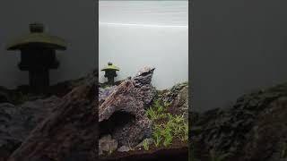 Planted Tank - Setup done by N30 Tank