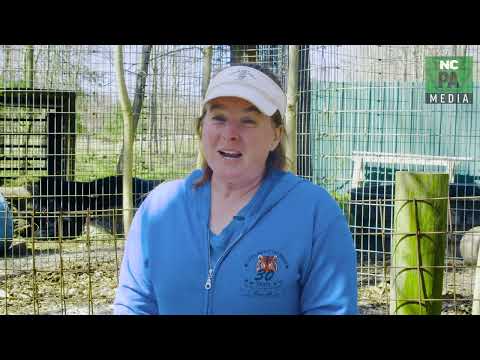 NCPA Media Presents: T & D's Cats of the World Homes 10 New Tigers