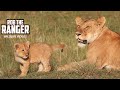 Lioness And Cute Cubs Maasai Mara Safari Zebra Plains