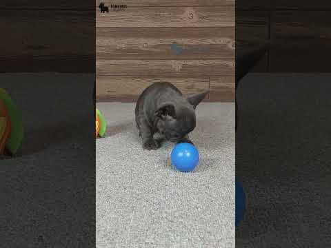 Video 2