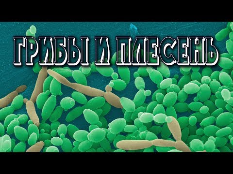 Gribka die Nägel der Hände zu entgehen Ob man klotrimasol bei gribke der Nägel auf den Beinen verwenden kann