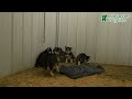 Siberian Husky dogs for sale: Cresent - Video 1