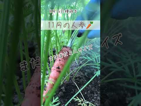 ニンジンの種まき：豊かな収穫を得るには、いつ、どのように行うべきですか？  庭園