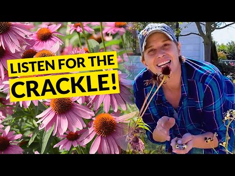 How to collect and store coneflower seeds