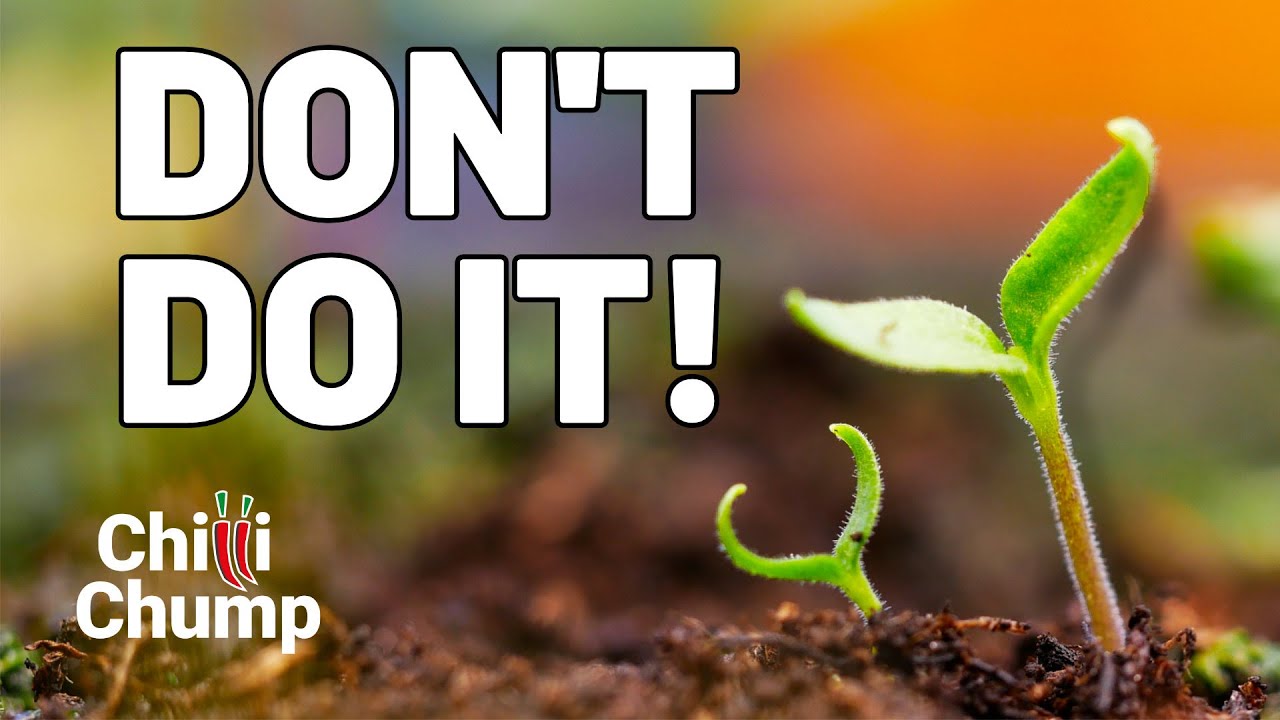 🛑 STOP! This Chilli Growing Mistake Could RUIN Your Crop!
