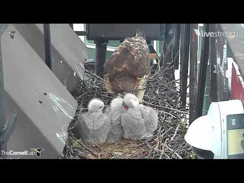 Livestream of Red-tailed Hawk nest