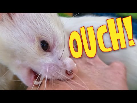 How I Stopped My Ferrets Biting Me (Real Tips That WORK!)