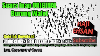 Download lagu Suara Inap ORIGINAL Burung Walet  High Quality Sound mp3 Download lagu Suara Inap ORIGINAL Burung Walet  High Quality Sound mp3