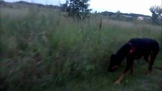 Doberman Frog Hunting