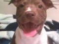 Santana Red Nose Pit Bull