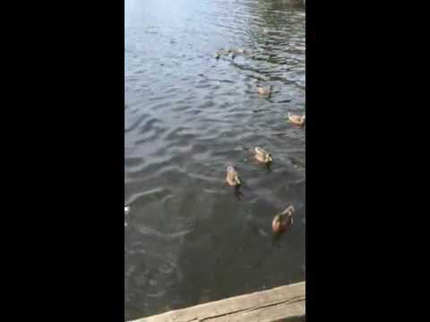 Ethan's Summer Camps at Home.07.08.2016. 2016年7月8日