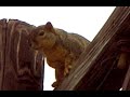 Laura Veirs' Chimney Sweeping Man (but with a squirrel)